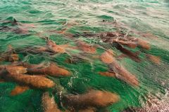 blogs gallery - sharks