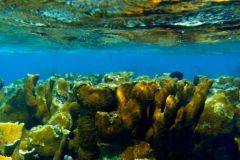 blogs gallery - snorkel
