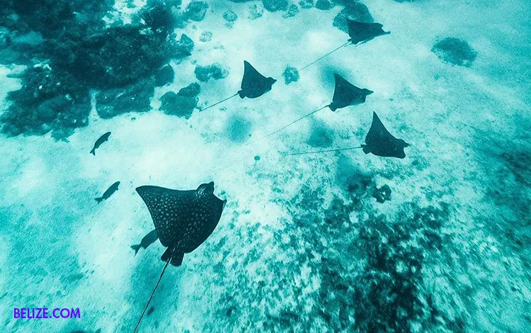 A group of Spotted Eagle Rays swimming over the coral reef at Hol Chan Marine Reserve in Belize.