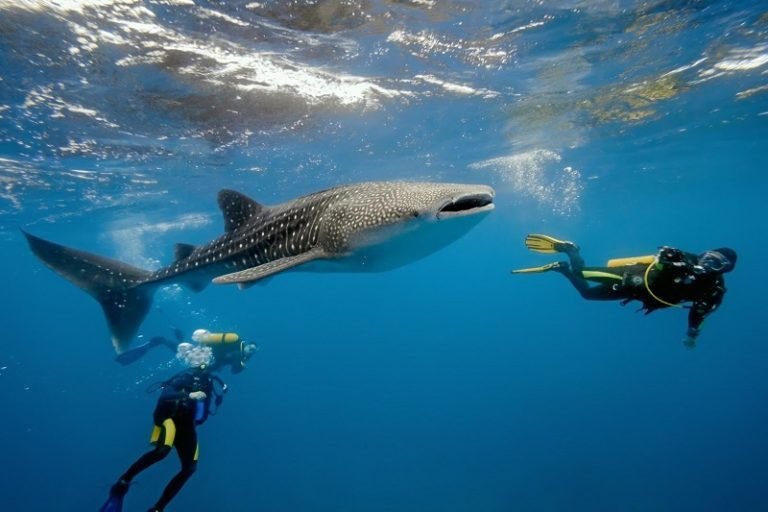 A massive whale shark swimming alongside scuba divers in the deep blue waters of Gladden Spit and Silk Cayes Marine Reserve, Belize.