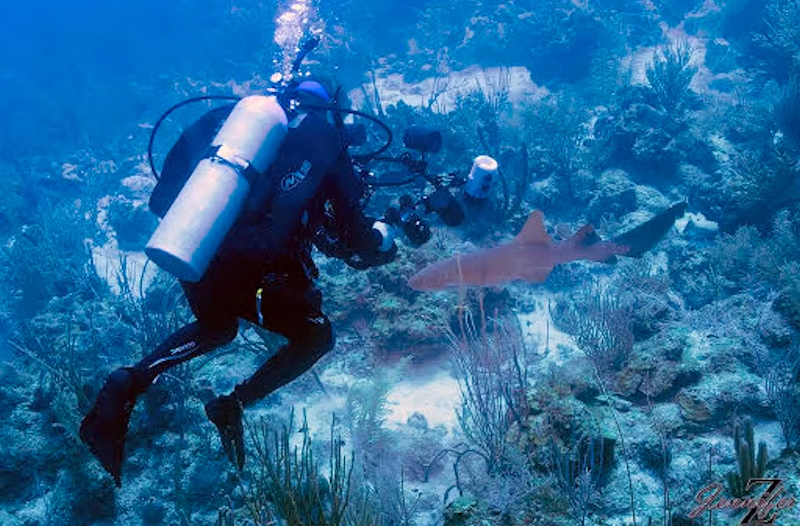 A scuba diver taking a photo of a nurse shark swimming over a coral reef in the turquoise Caribbean Sea in Placencia, Belize.